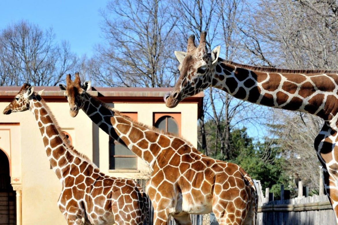 Banca del Fucino celebra il Darwin Day al Bioparco di Roma