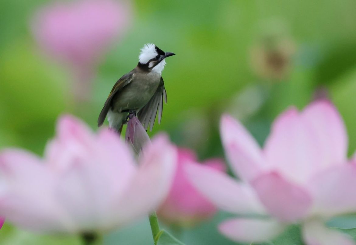 Cina, stretta sulla caccia illegale agli uccelli e i reati contro fauna selvatica