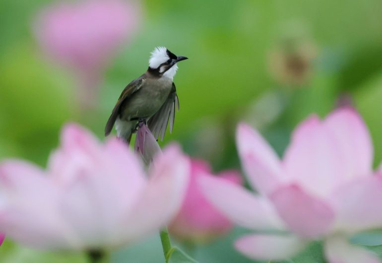 Cina, stretta sulla caccia illegale agli uccelli e i reati contro fauna selvatica