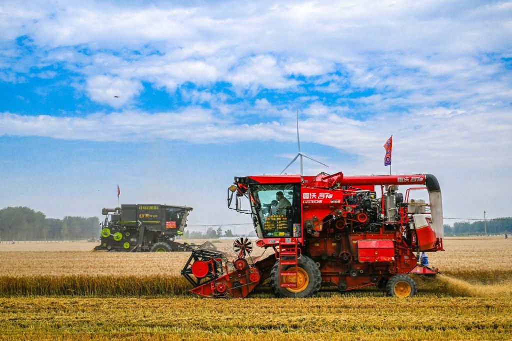 Cina, per la prima volta il raccolto di cereali estivi supera 150 mln tonnellate