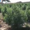 Sgominate due bande dedite allo spaccio a Nuoro, 7 arresti