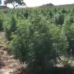 Sgominate due bande dedite allo spaccio a Nuoro, 7 arresti