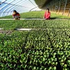 Due cinesi inserite nell’elenco delle “100 eroine” della FAO