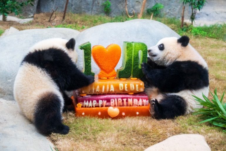 L’Ocean Park di Hong Kong celebra i 50 anni con nuove strutture e iniziative